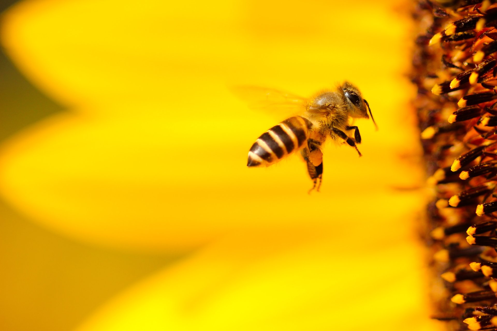 EcoSpeed Manchester Same Day Couriers to hand out bee friendly seeds to tackle bee decline