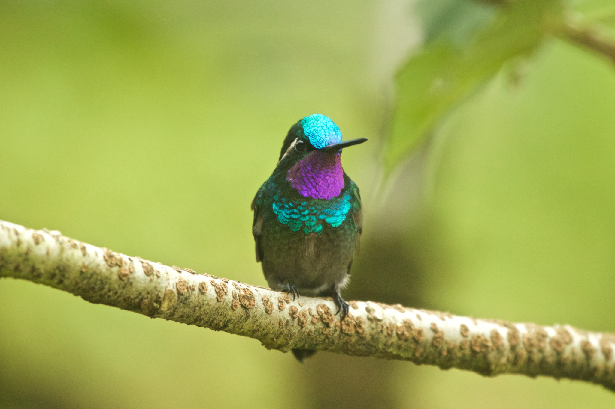 EcoSpeed Partnership with the Lancashire Wildlife Trust