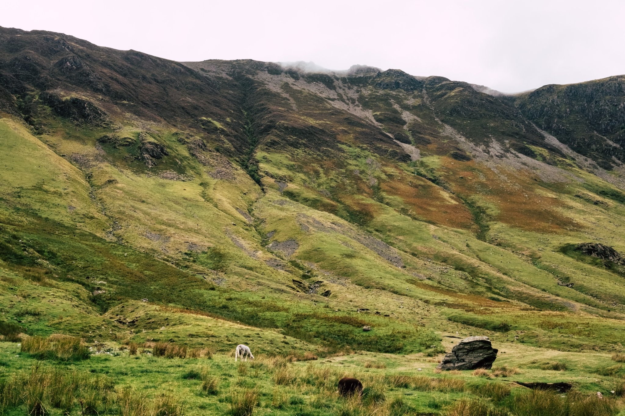 Local wildlife charity moorland