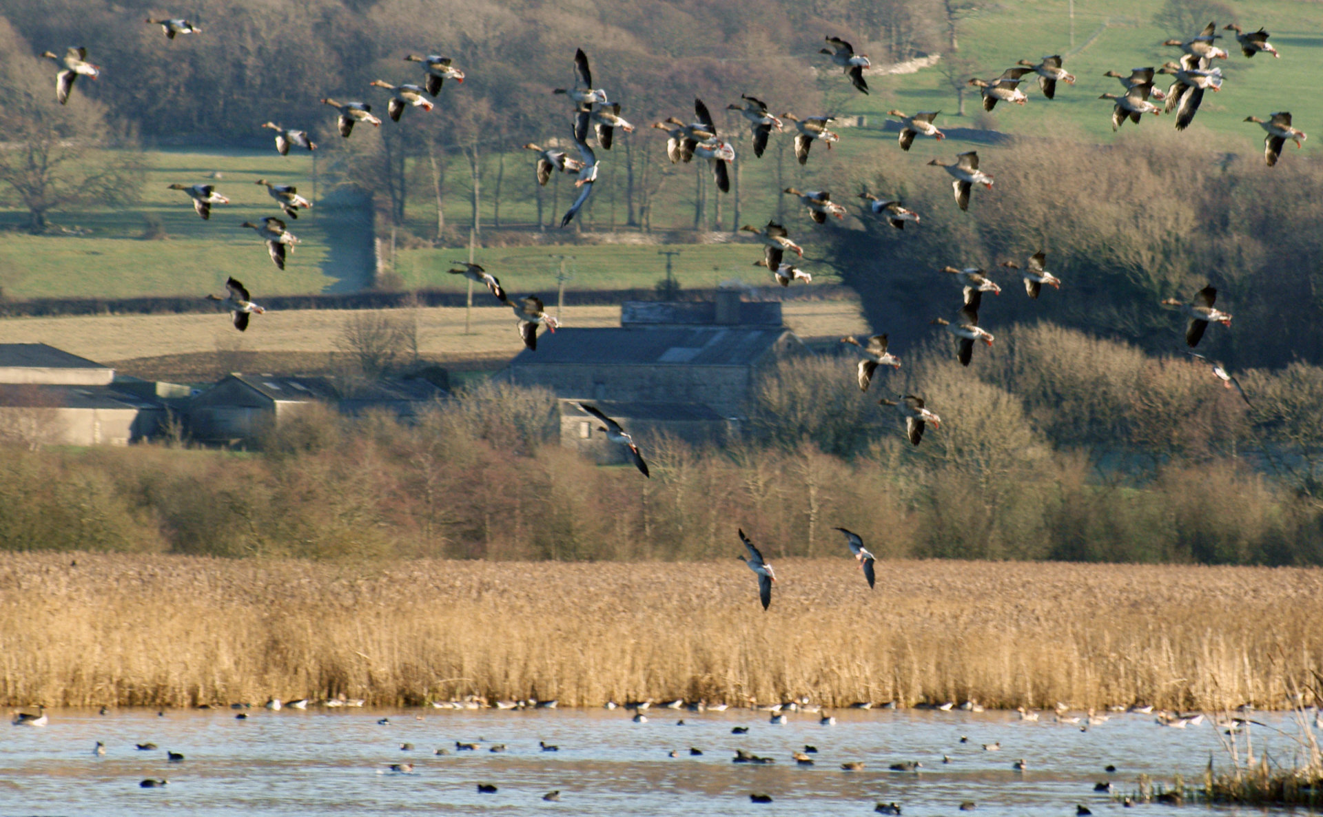 Leighton Moss Nature Reserve