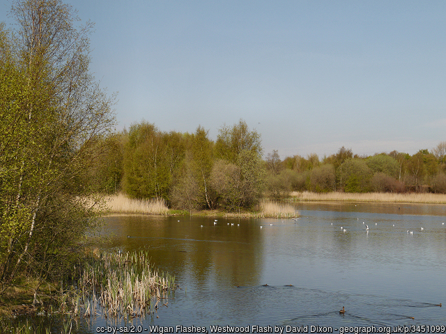 Wigan Flashes