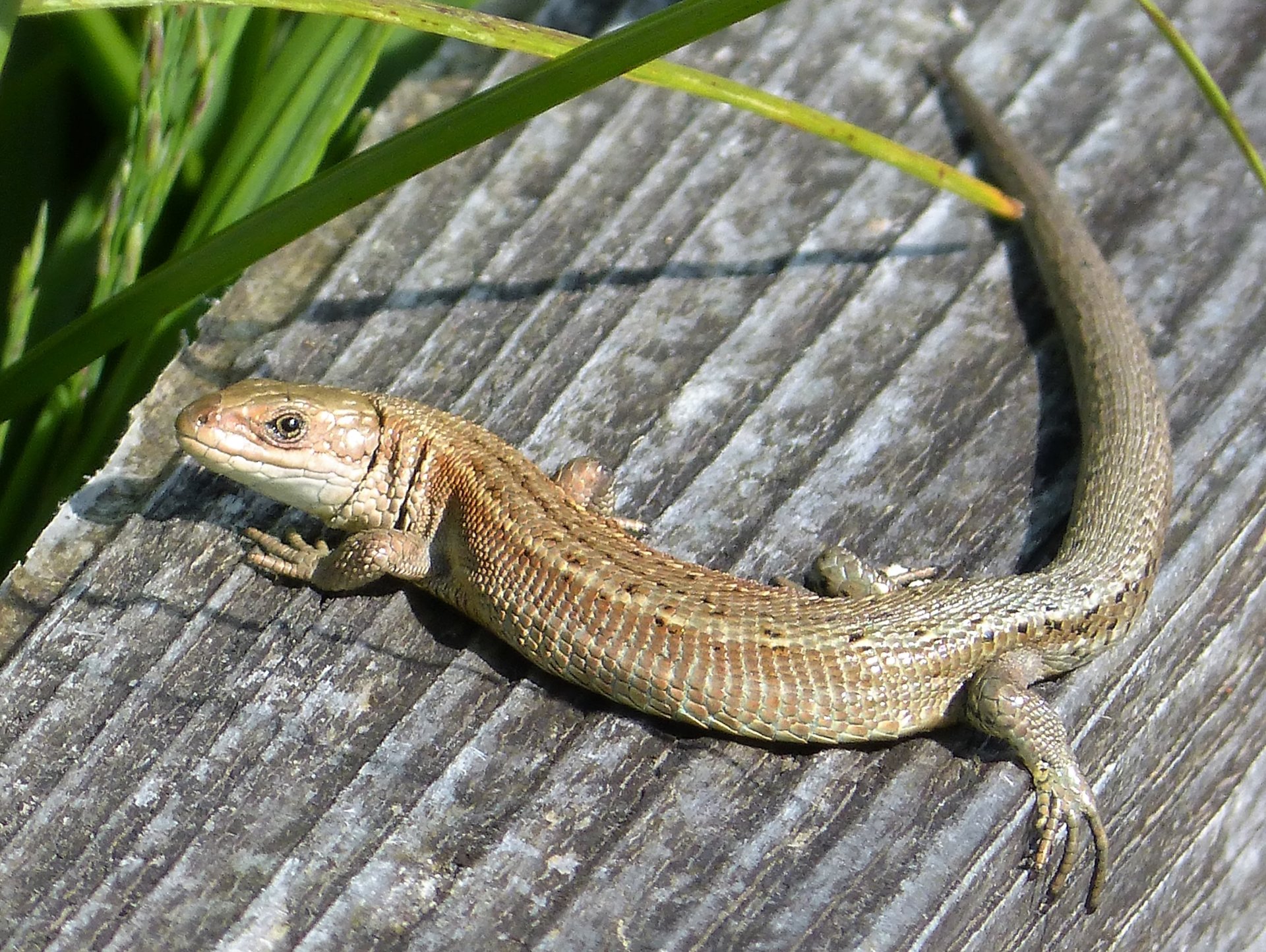 Common Lizard