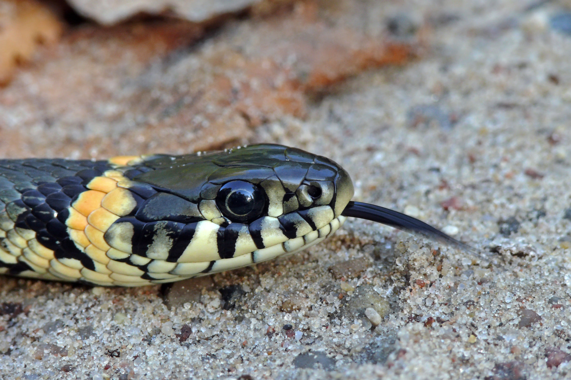 Grass Snake