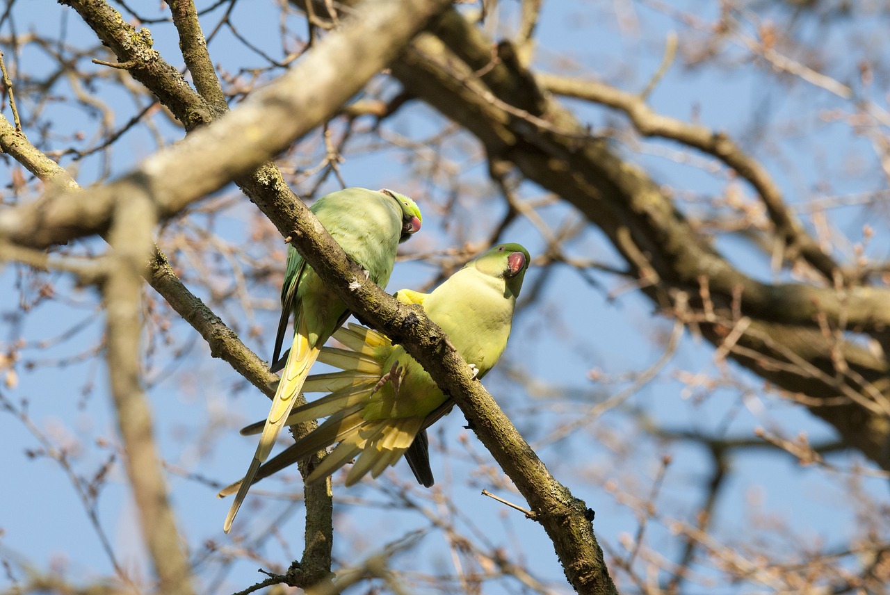 Parakeets