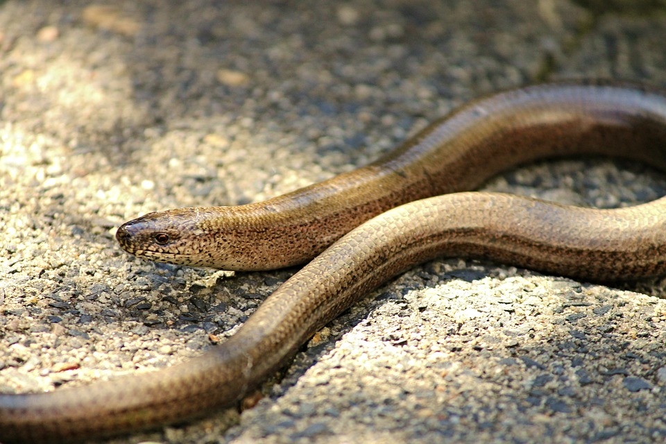 Slow Worm