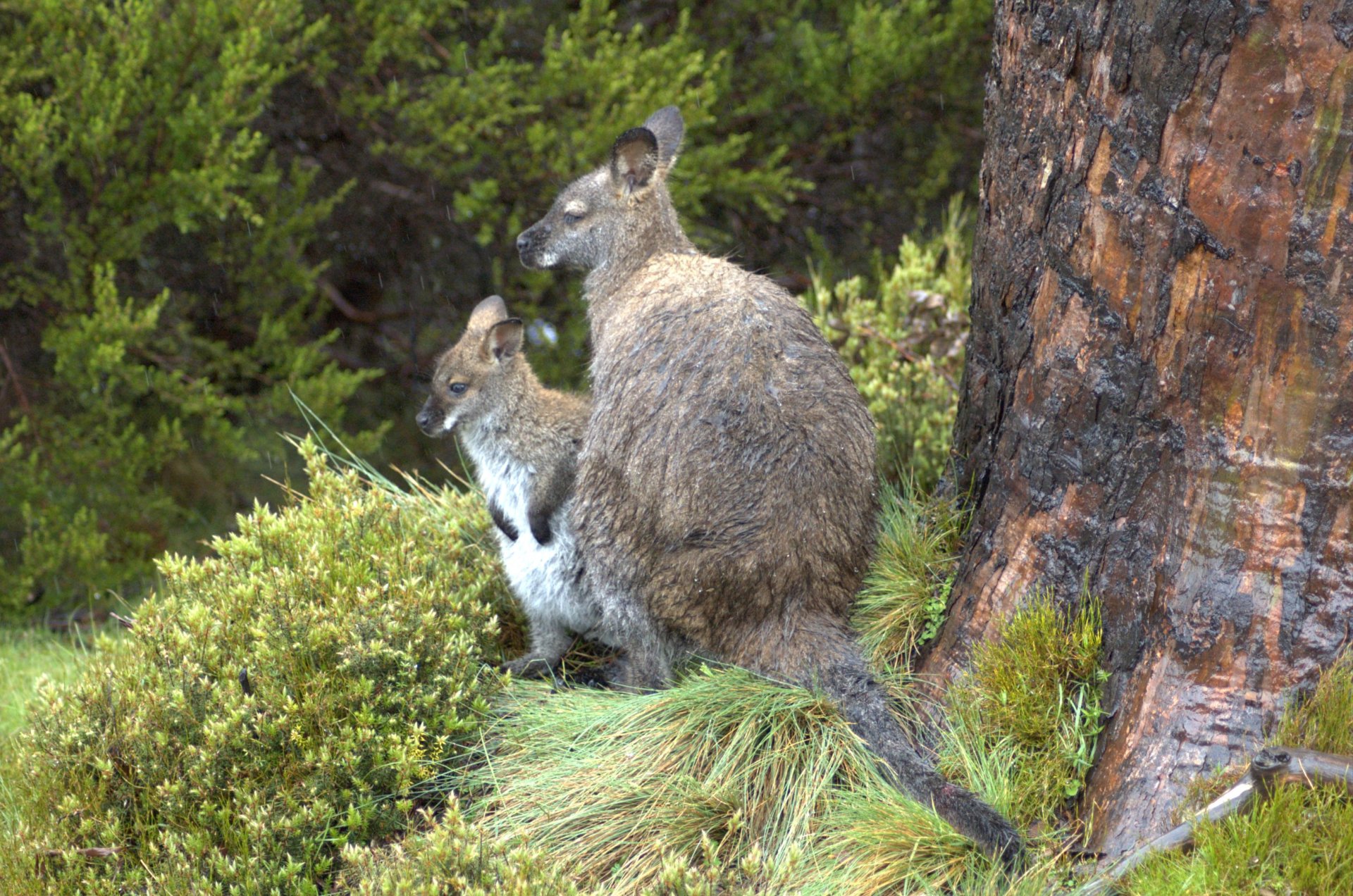 Wallabies