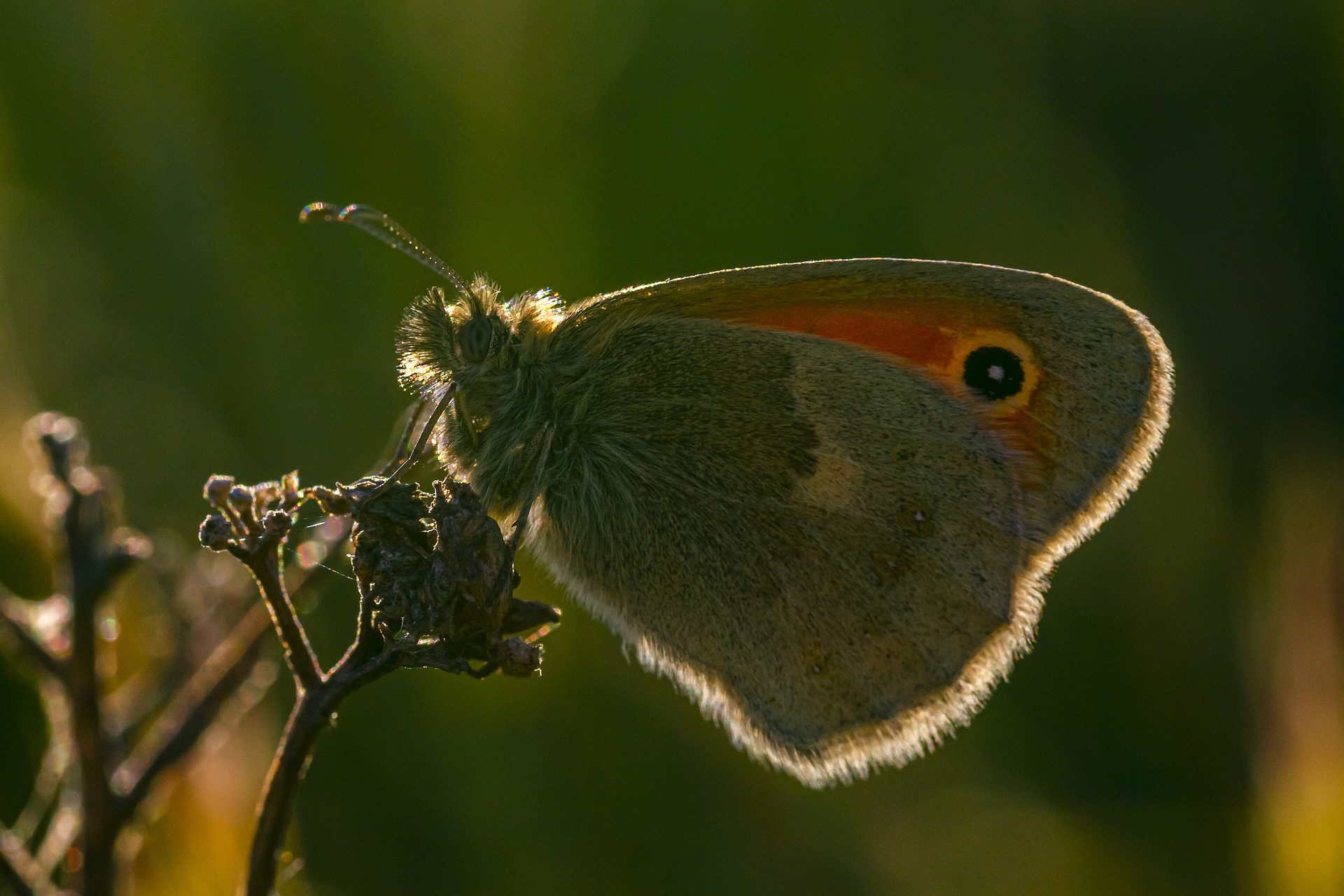 Large Heath Butterfly