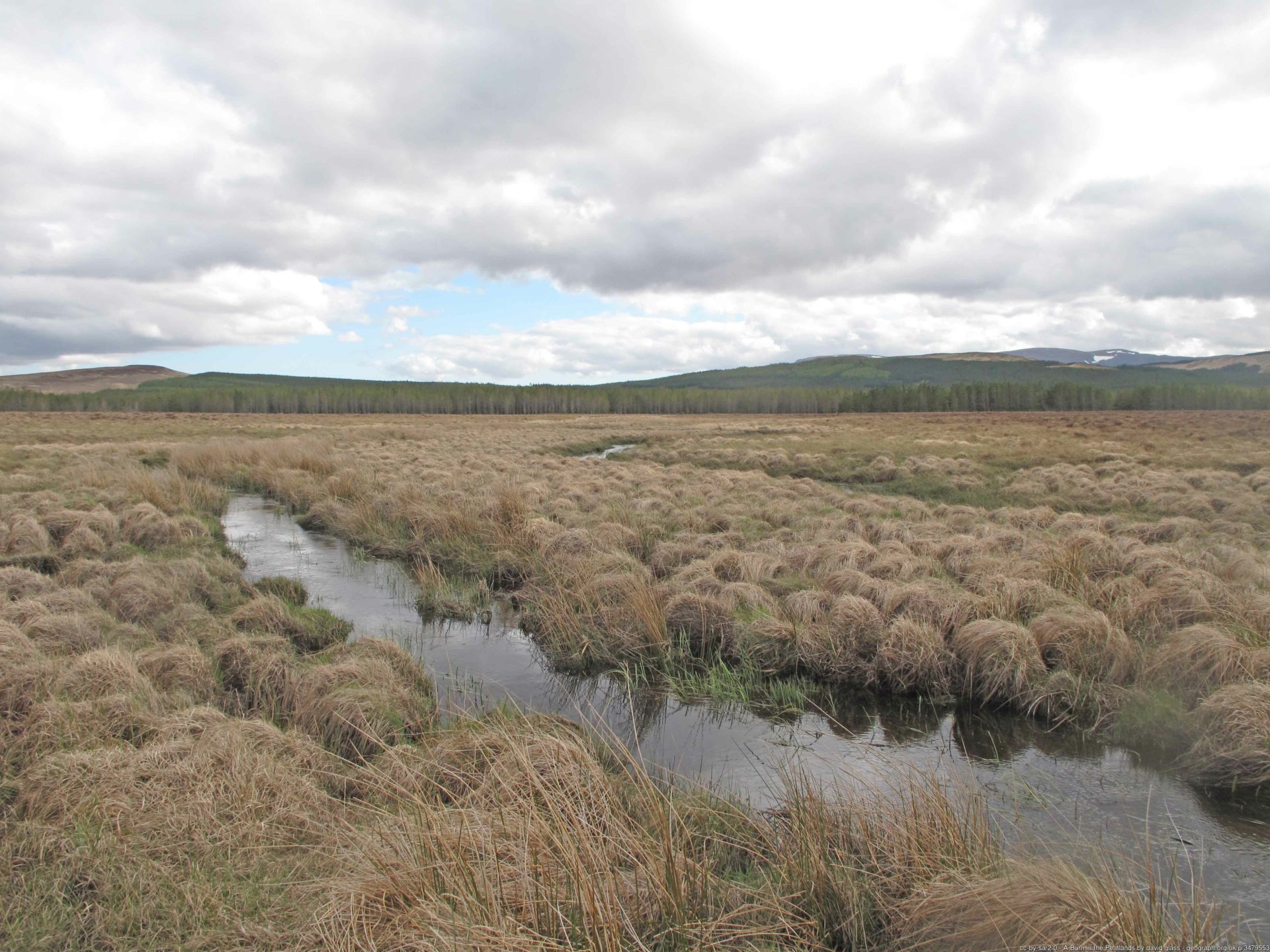 Example of a peatland environment