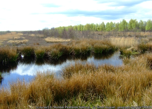 Peatlands at Humber Nature Reserve