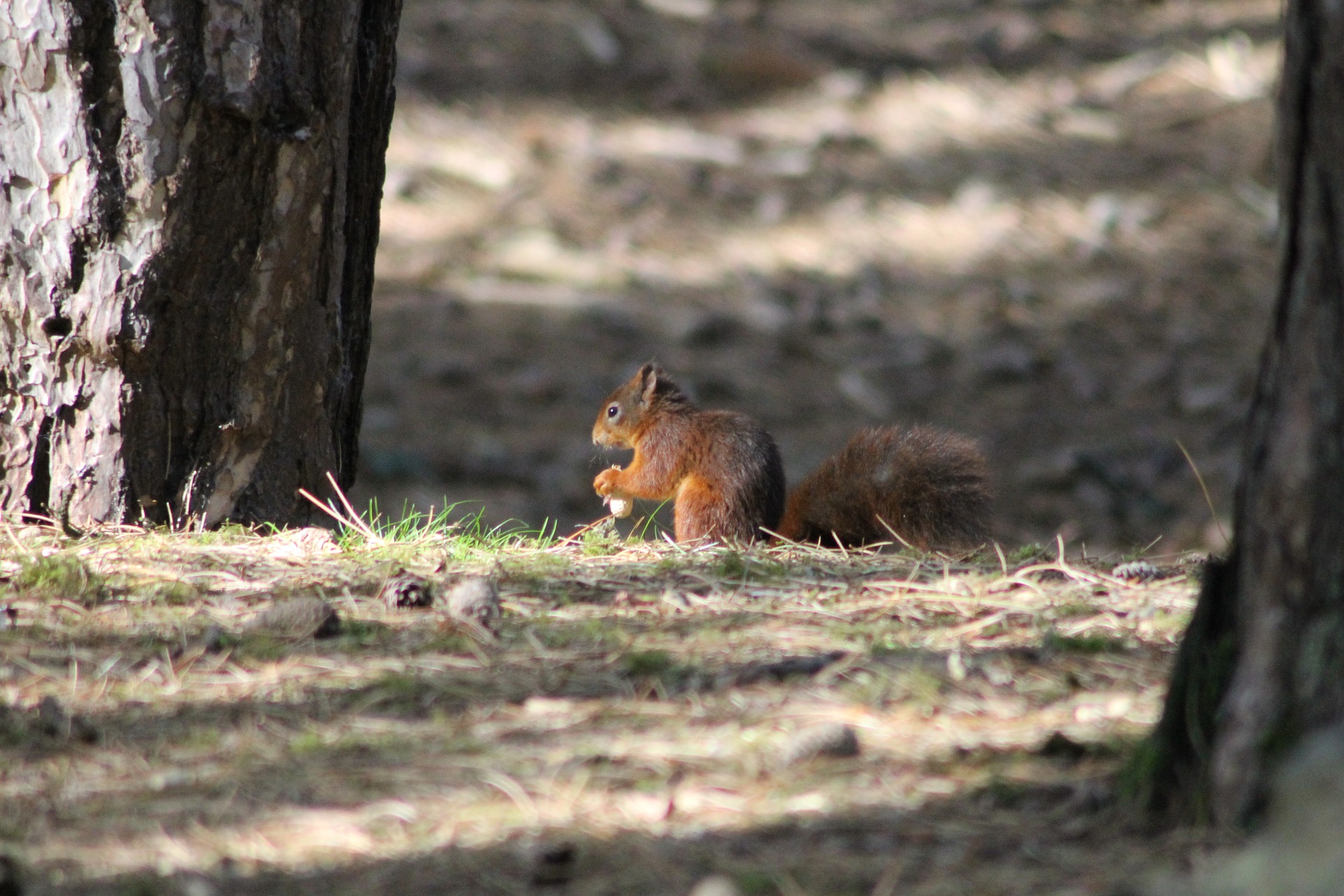 Conservation of the red squirrel