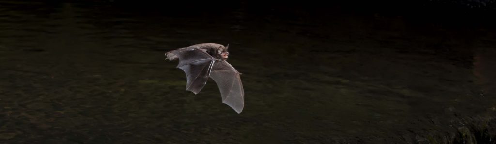 Daubentons bat found at brockholes nature reserve