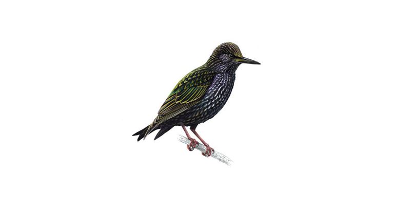 A starling bird found in the north west