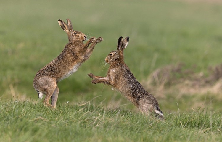 Boxing hares