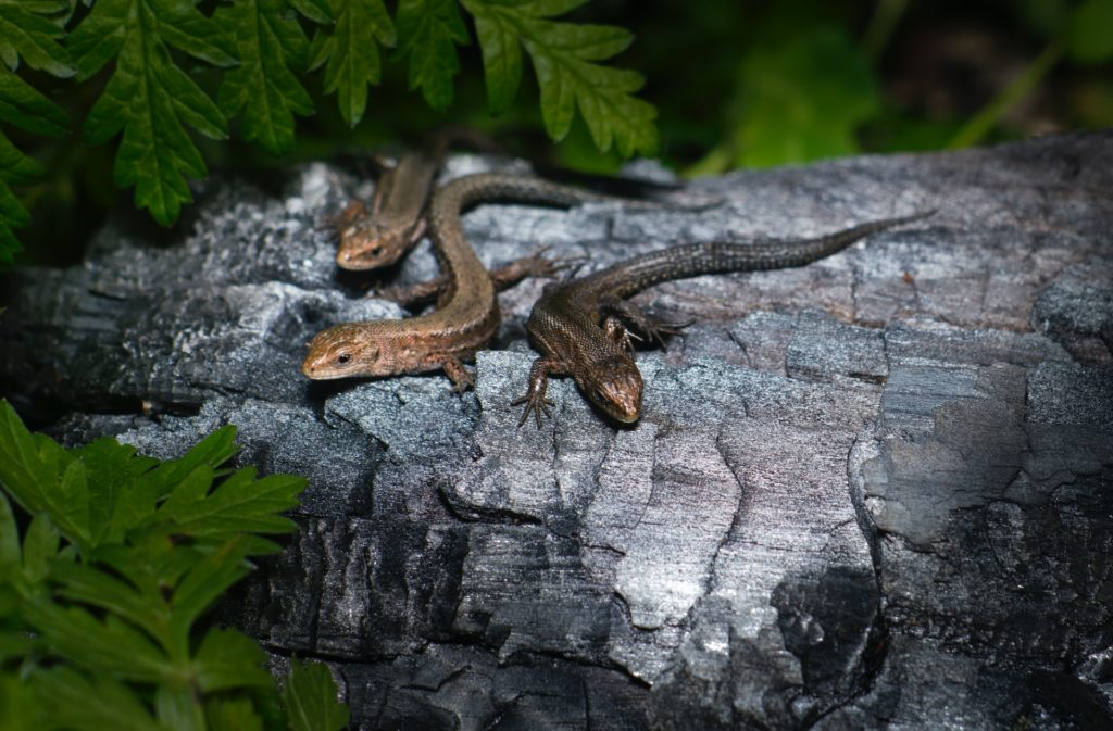 lizards warming themselves on a log