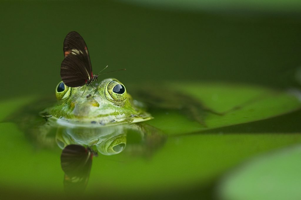 frog with a butterfly on its head