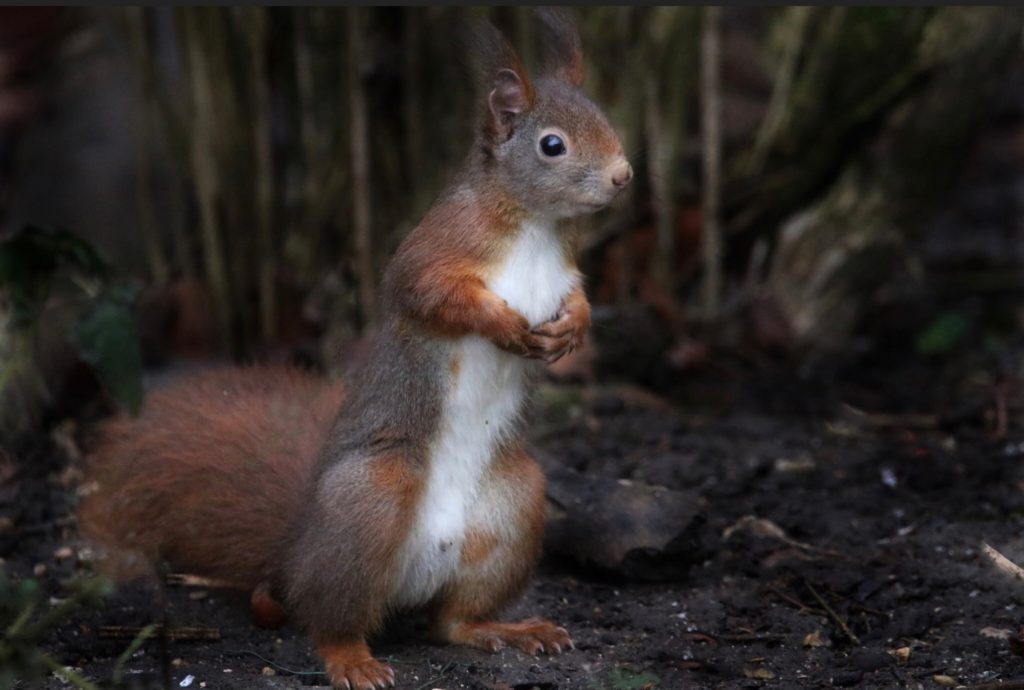 Red squirrel found in the north west