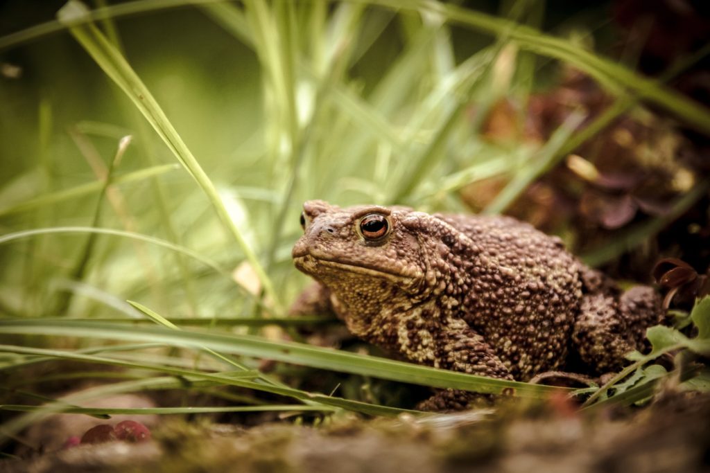 a toad sitting in the grasslands found in the north west
