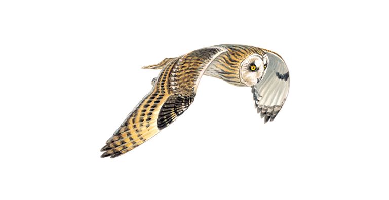 Short eared owl