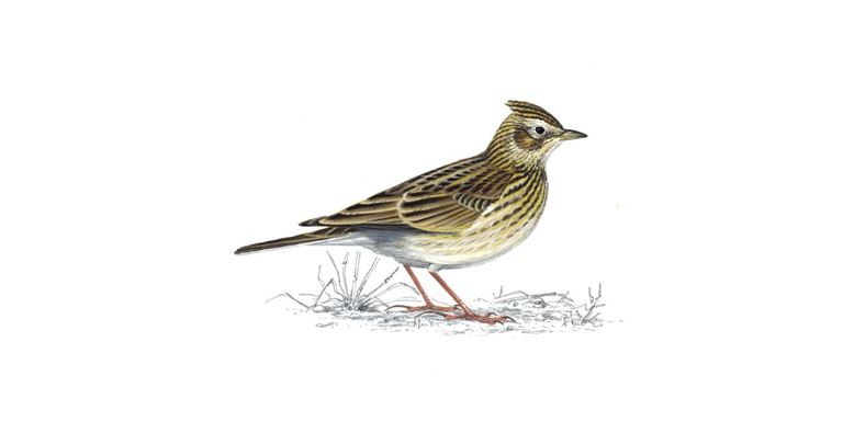 Skylark bird found around manchester and lancashire