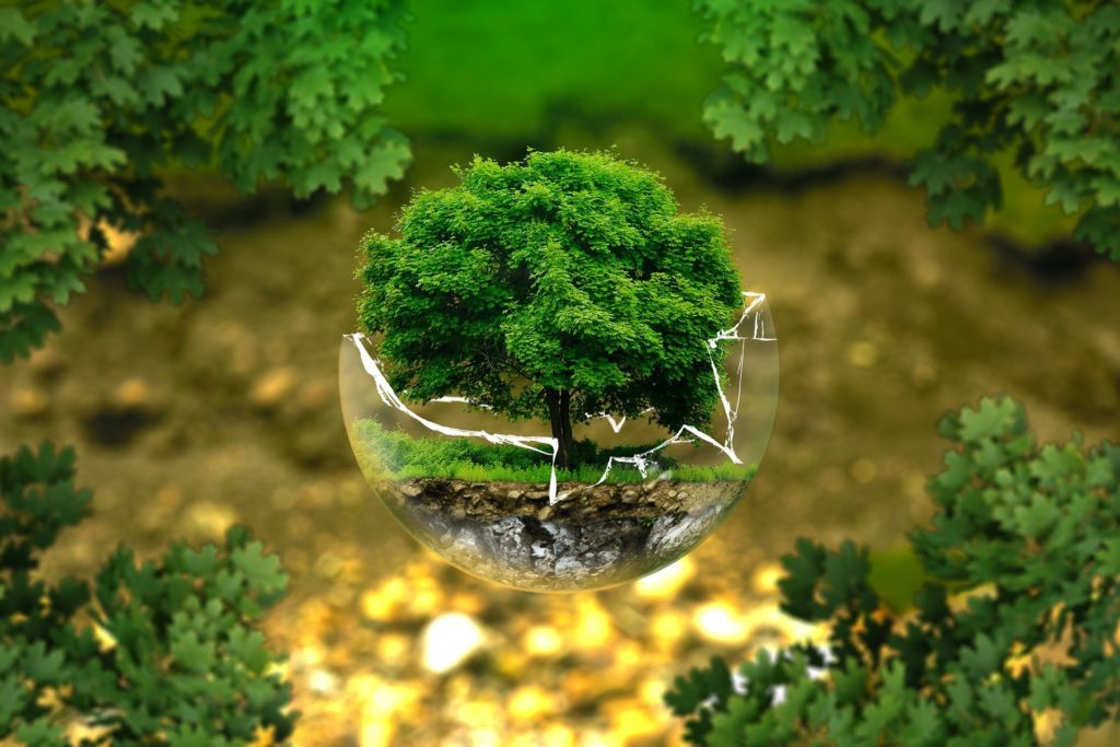 A tree growing from a man made globe reflecting ecospeed same day couriers commitment to being environmentally friendly