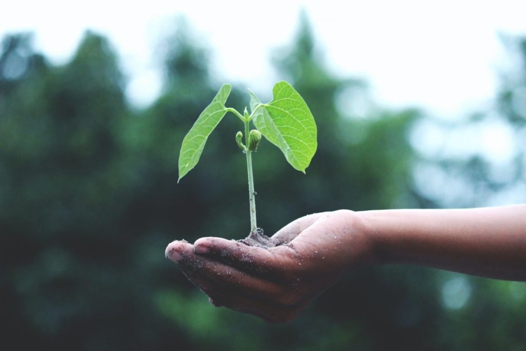 Person holding a plant