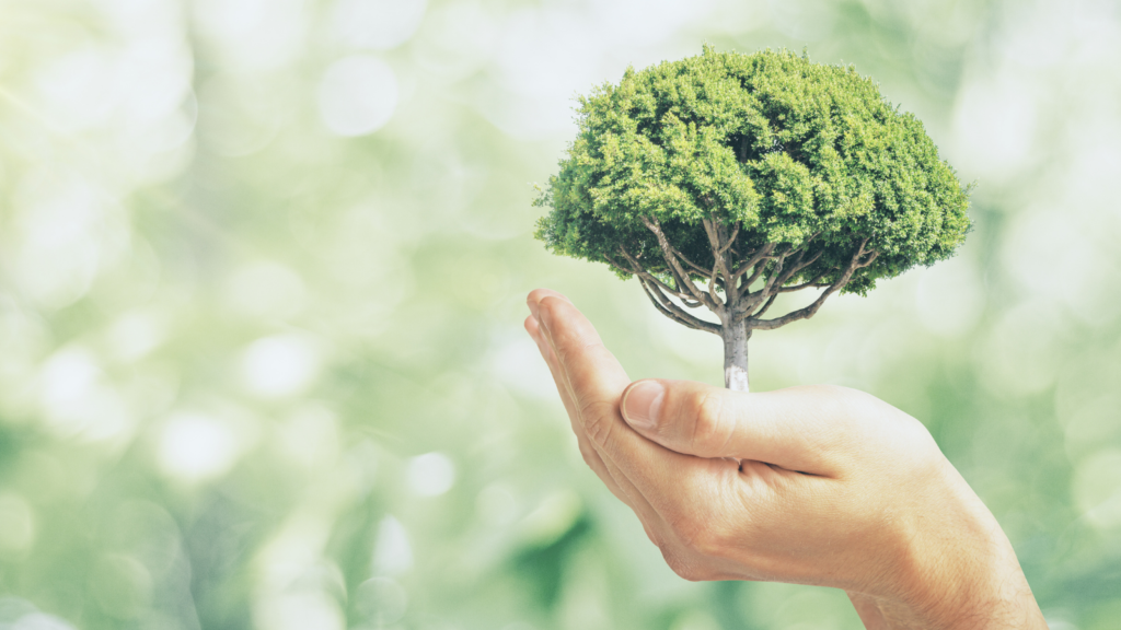 person holding a small tree