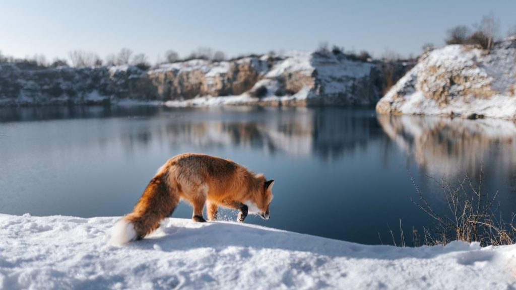fox in the winter