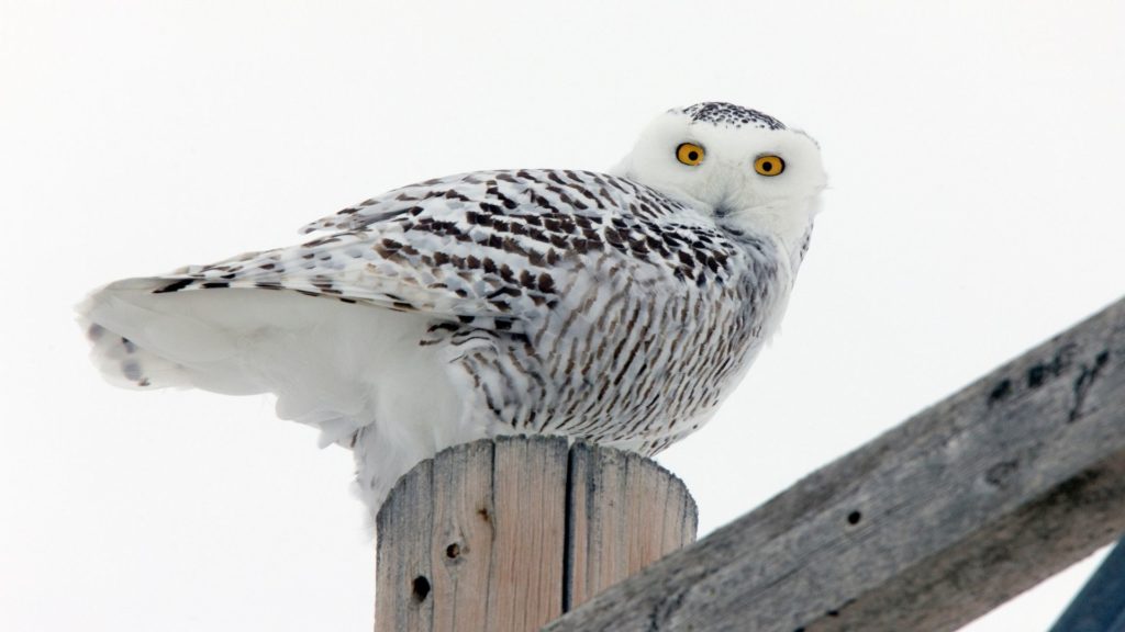 owl sitting on post